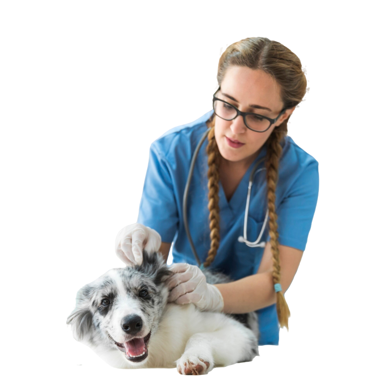 female-veterinarian-examining-dog-s-ear-lying-table