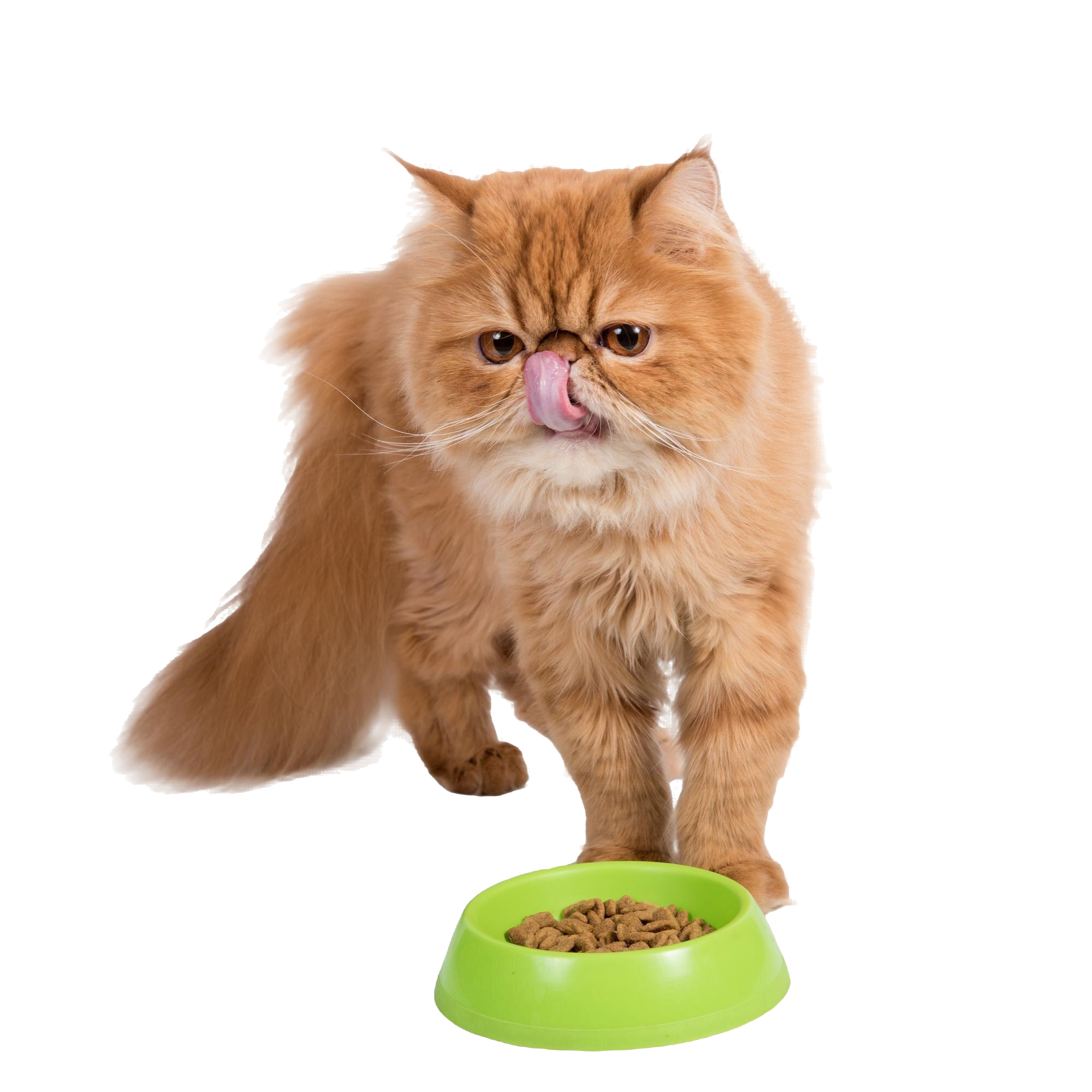 red-cat-eats-dry-food-from-bowl-persian-exotic-longhair-cat-is-white-background